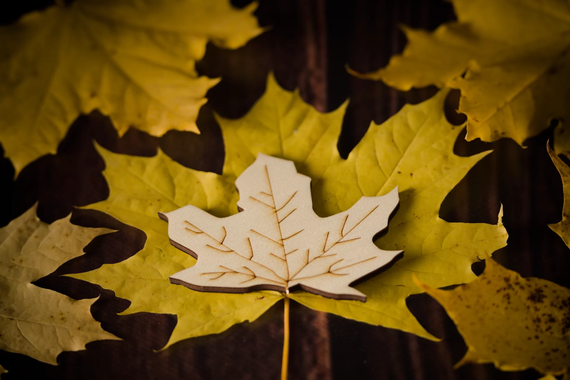 Ahornblatt, ausgeschnitten und graviert, Herbst, Dekoration