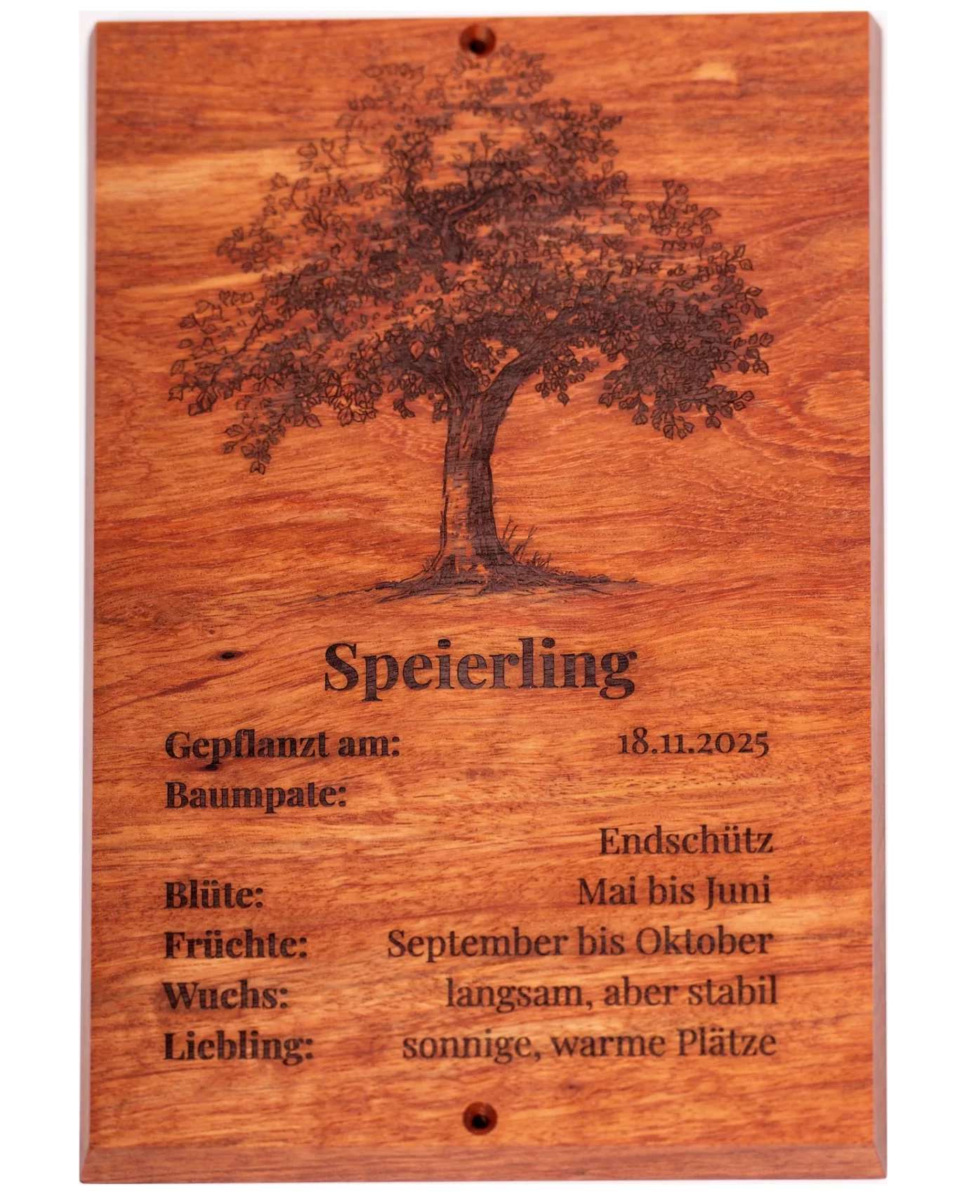 Baumschild mit typischen Bild für die beschriebene Baumart individualisierbar, Holzart wählbar (dargestellt: Bubinga mit Leinölfirnis)